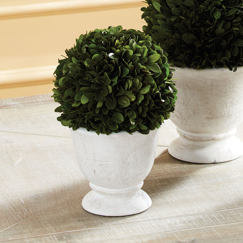 Napa Home And Garden Boxwood Ball Topiary In Pot Small