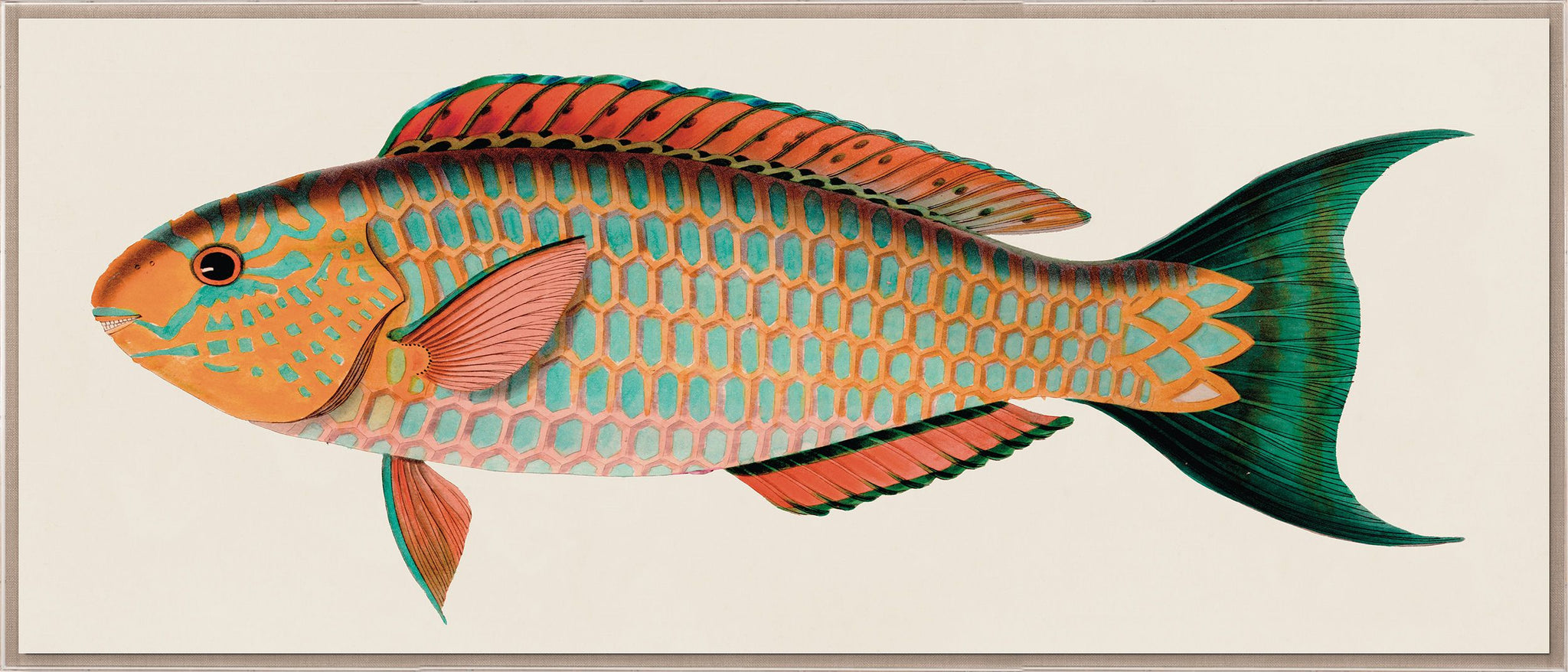 Natural Curiosities Bennet Fish 1, Art
