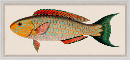 Natural Curiosities Bennet Fish 1, Art
