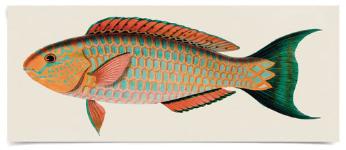 Natural Curiosities Bennet Fish 1, Art