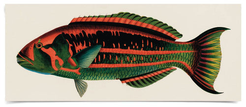 Natural Curiosities Bennet Fish 2, Art