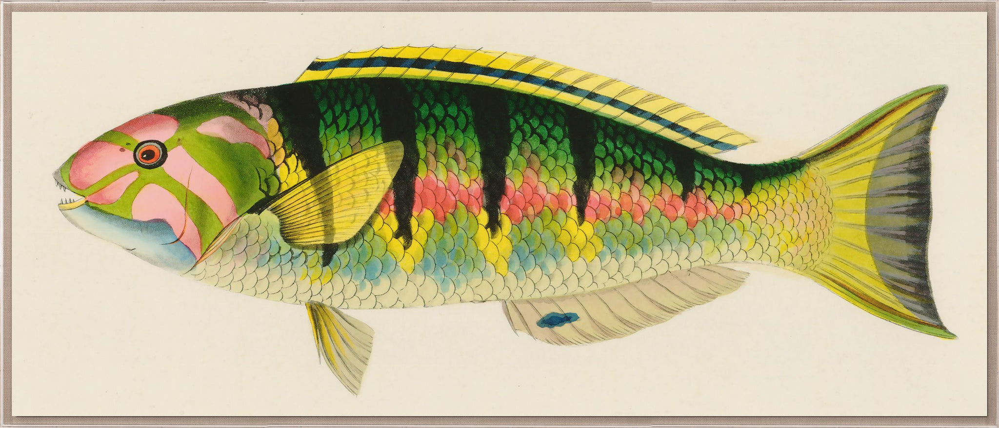 Bennet Fish 3 Art by Natural Curiosities