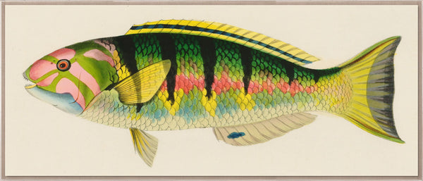 Bennet Fish 3 Art