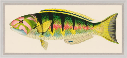Bennet Fish 3 Art by Natural Curiosities