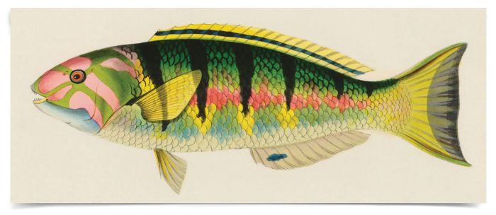 Bennet Fish 3 Art by Natural Curiosities