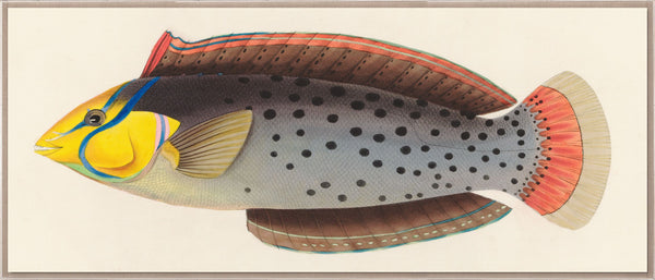 Natural Curiosities Bennet Fish 4, Art
