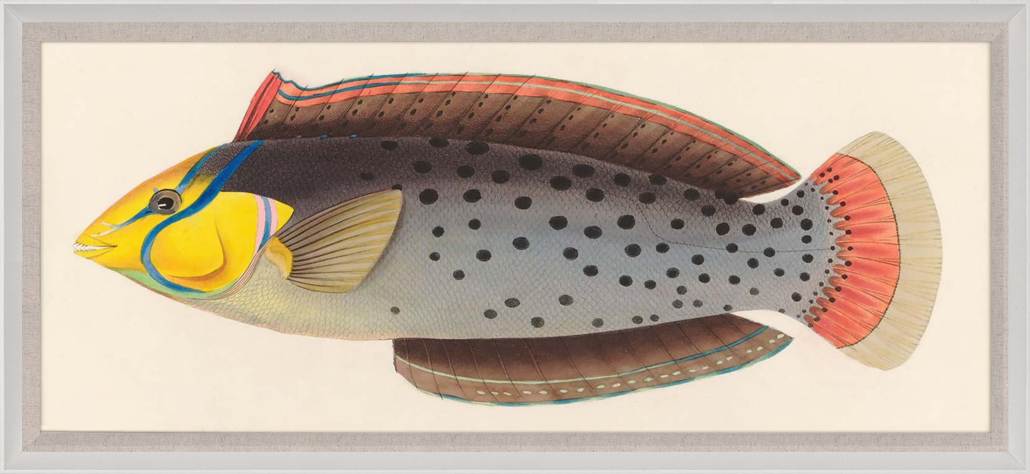 Natural Curiosities Bennet Fish 4, Art