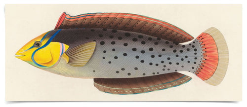 Natural Curiosities Bennet Fish 4, Art