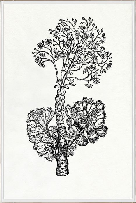 Natural Curiosities Botanical Study Art Series 1-3