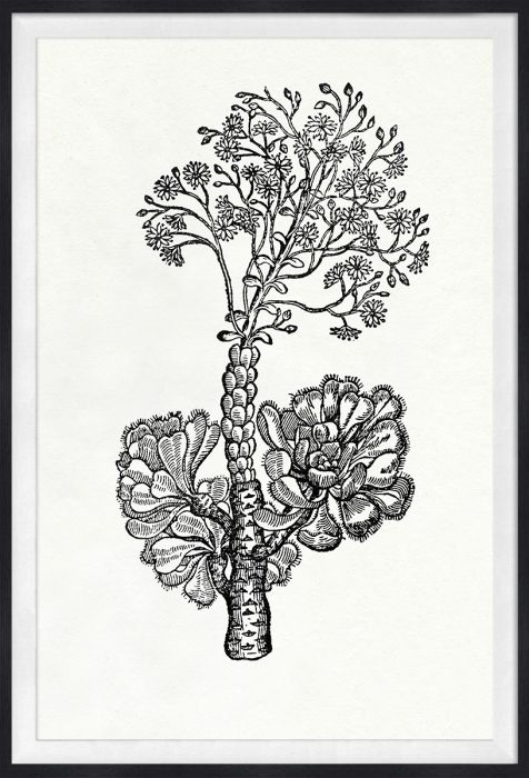 Natural Curiosities Botanical Study Art