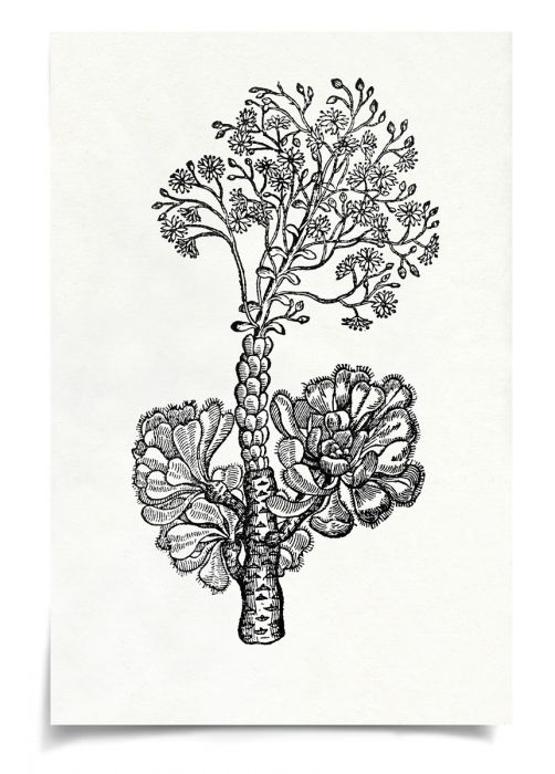 Natural Curiosities Botanical Study Art Series 1-3