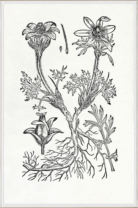 Natural Curiosities Botanical Study Art