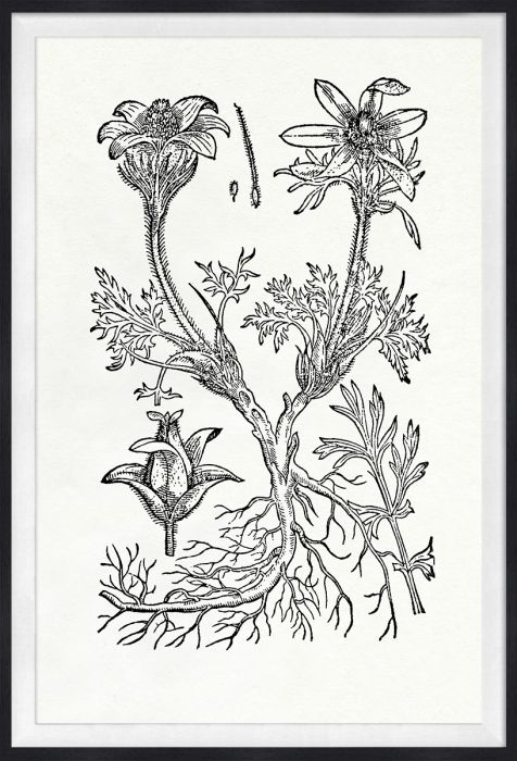 Natural Curiosities Botanical Study Art Series 1-3