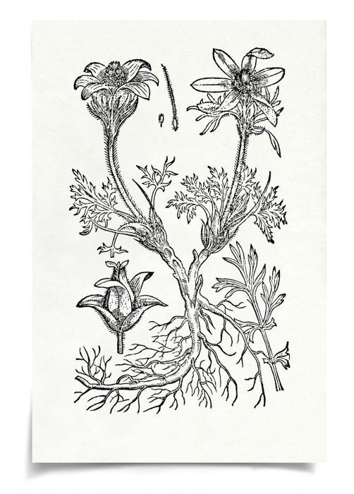 Natural Curiosities Botanical Study Art Series 1-3