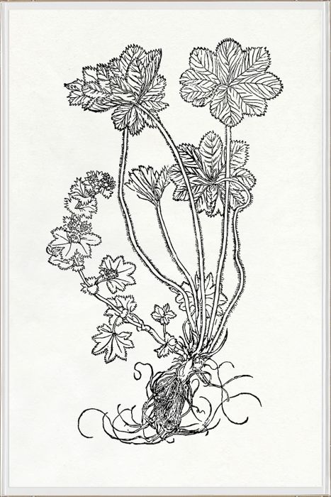 Natural Curiosities Botanical Study Art Series 1-3