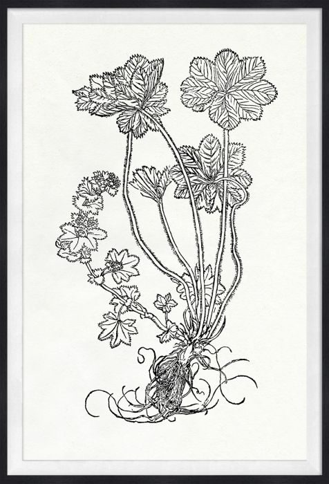 Natural Curiosities Botanical Study Art Series 1-3
