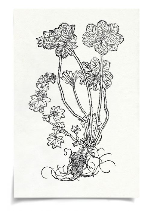 Natural Curiosities Botanical Study Art