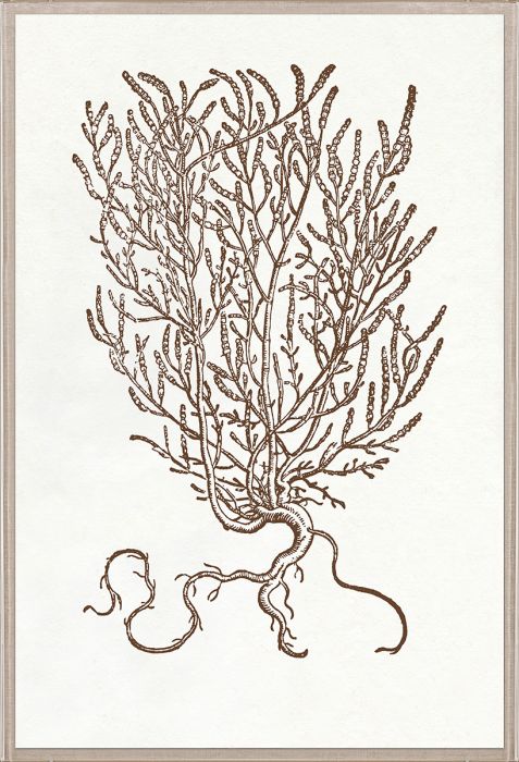 Natural Curiosities Botanical Study Art Series 1-3