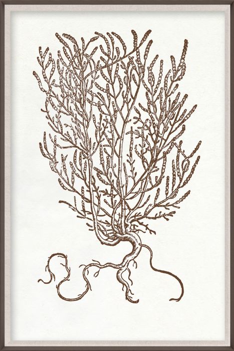 Natural Curiosities Botanical Study Art