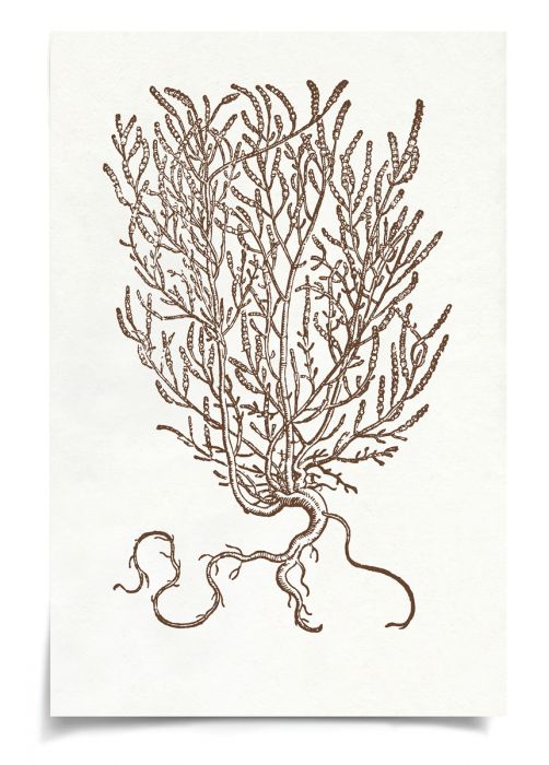 Natural Curiosities Botanical Study Art Series 1-3