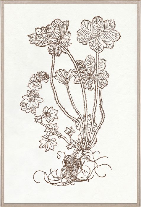 Natural Curiosities Botanical Study Art Series 1-3