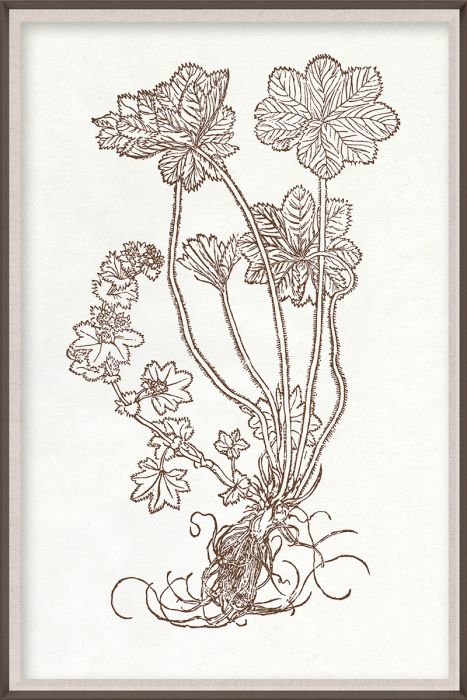 Natural Curiosities Botanical Study Art Series 1-3