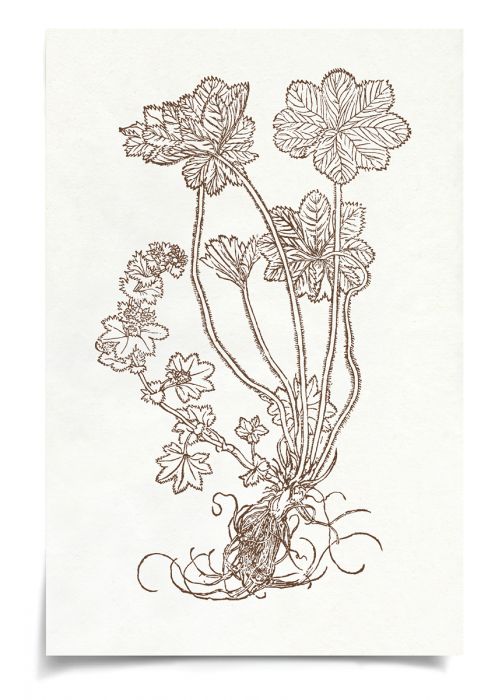 Natural Curiosities Botanical Study Art