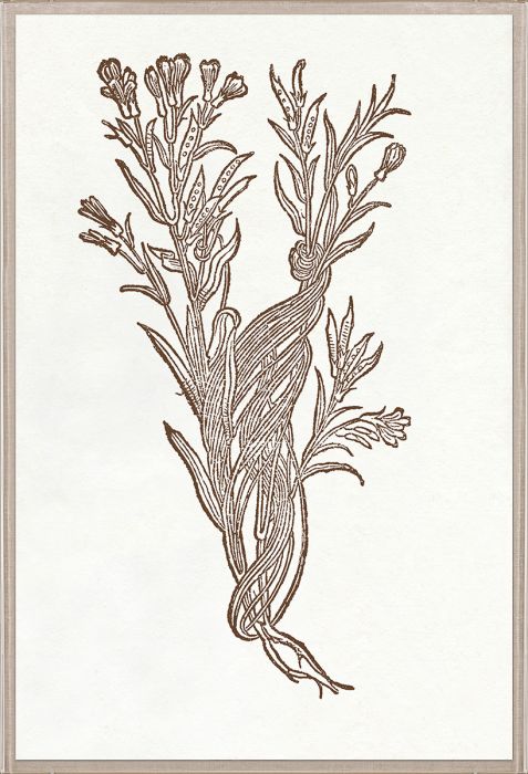 Natural Curiosities Botanical Study Art Series 1-3