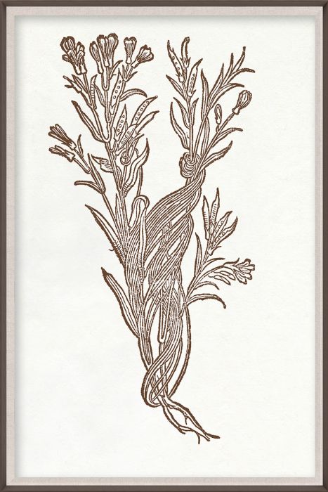 Natural Curiosities Botanical Study Art