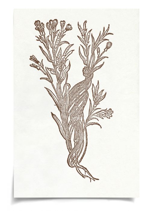 Natural Curiosities Botanical Study Art Series 1-3