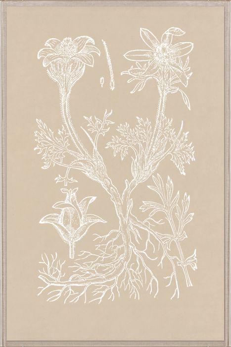 Natural Curiosities Botanical Study Art