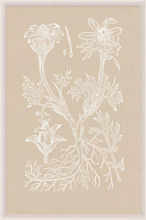 Natural Curiosities Botanical Study Art