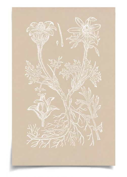 Natural Curiosities Botanical Study Art Series 1-3