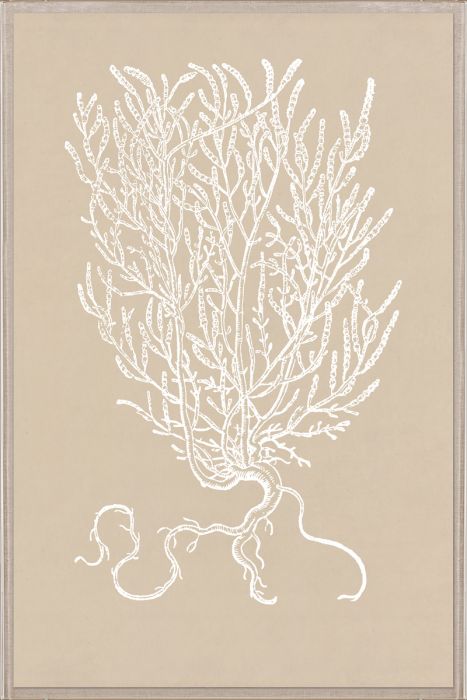 Natural Curiosities Botanical Study Art Series 1-3