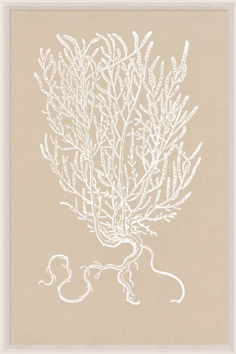 Natural Curiosities Botanical Study Art