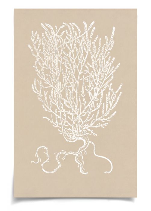 Natural Curiosities Botanical Study Art Series 1-3