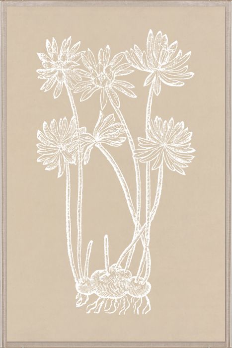 Natural Curiosities Botanical Study Art