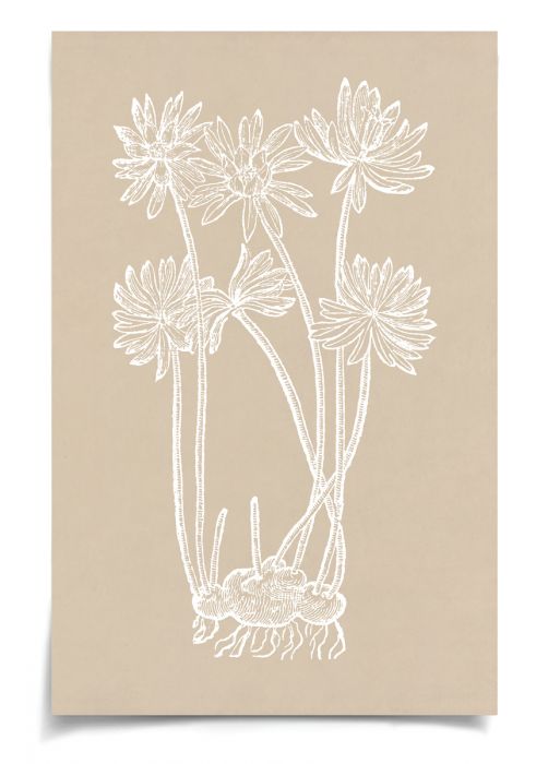 Natural Curiosities Botanical Study Art Series 1-3