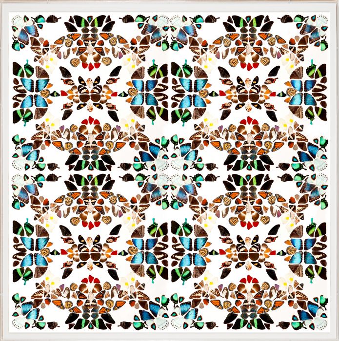 Butterfly Patterns 1 Art by Natural Curiosities