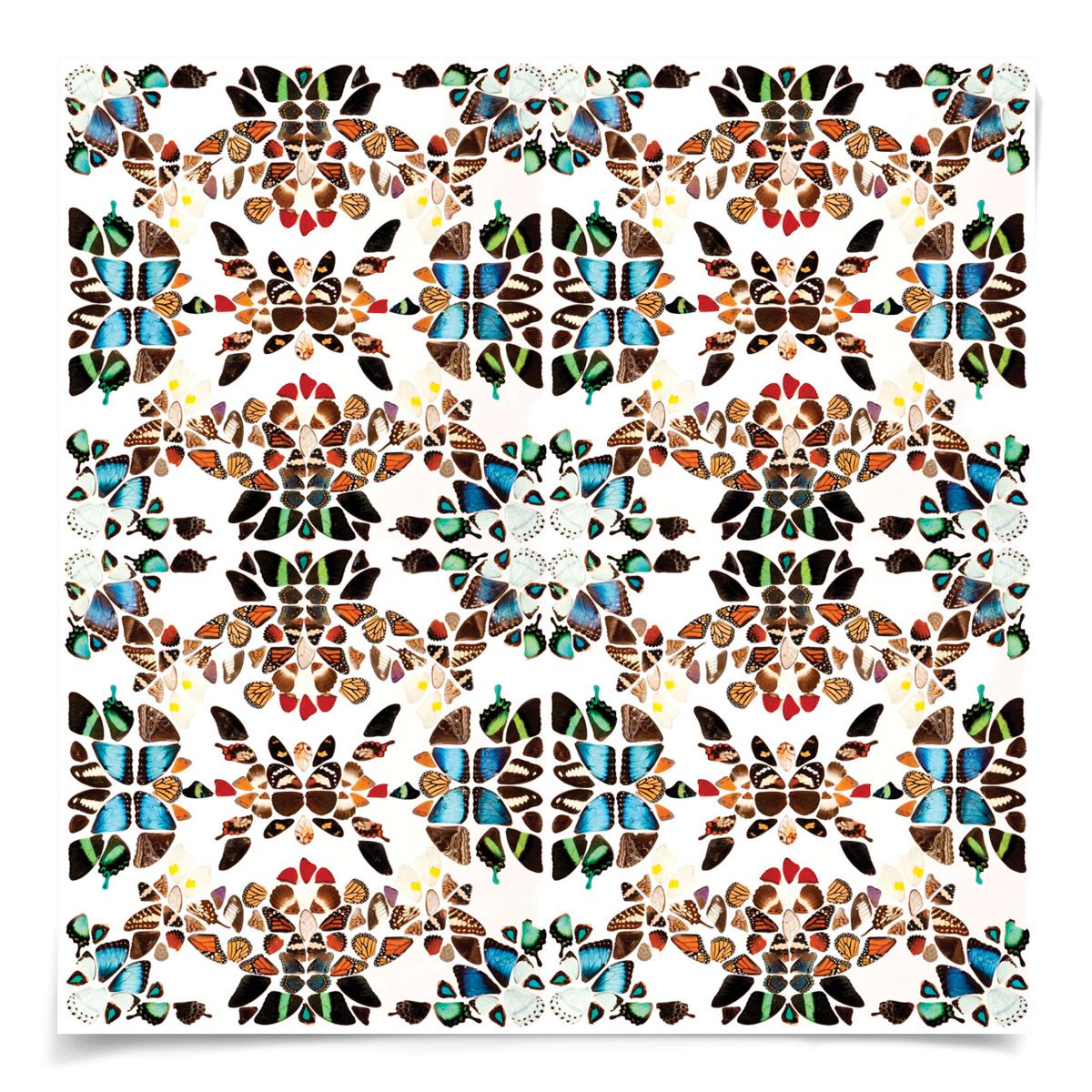Butterfly Patterns 1 Art by Natural Curiosities