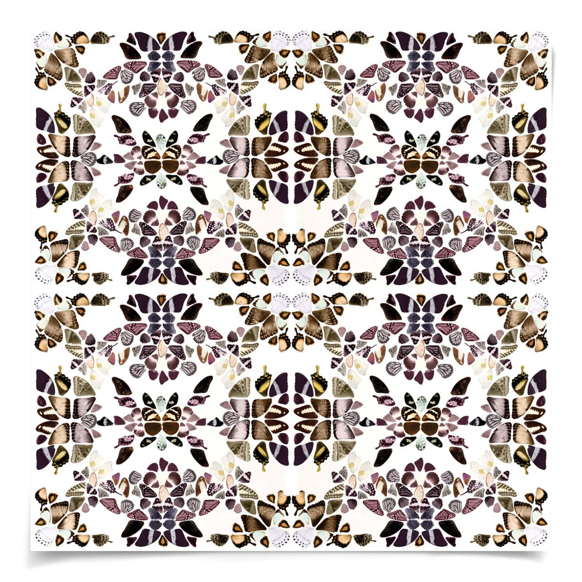 Butterfly Patterns 2 Art by Natural Curiosities
