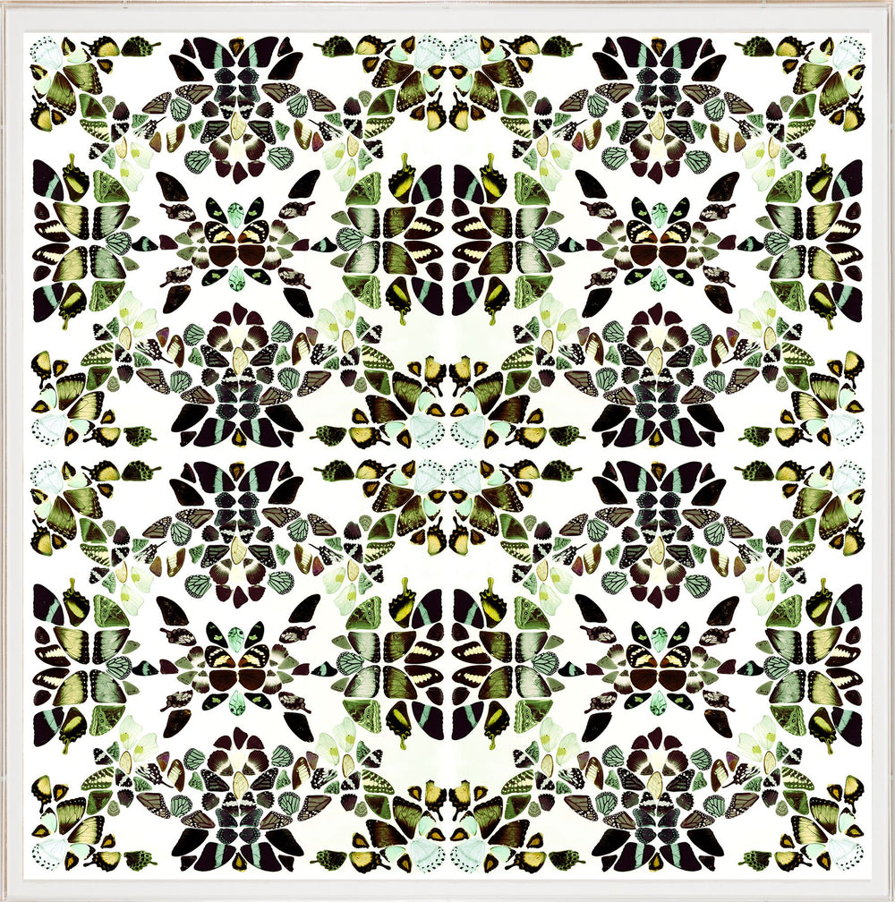 Butterfly Patterns 3 Art by Natural Curiosities