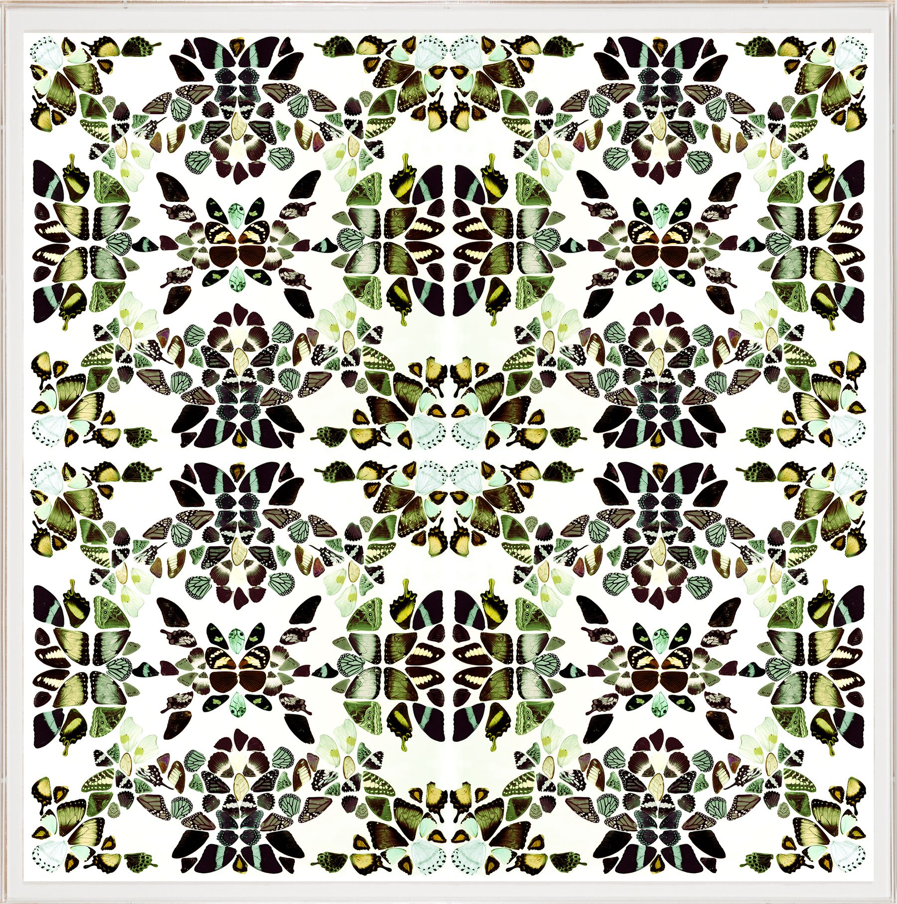 Butterfly Patterns 3 Art by Natural Curiosities