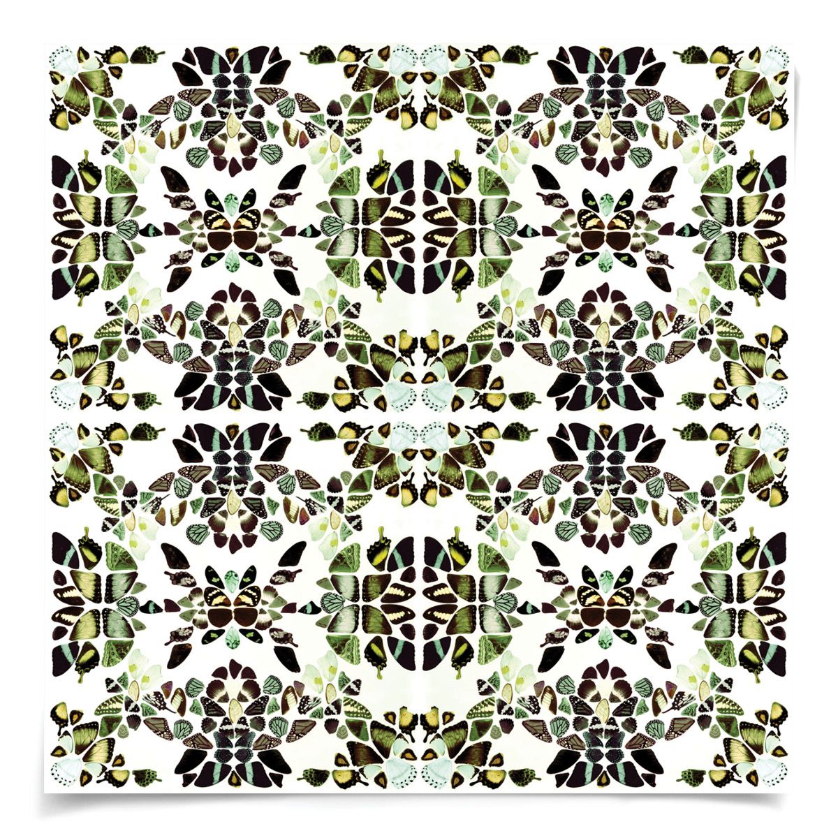 Butterfly Patterns 3 Art by Natural Curiosities