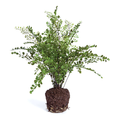 Napa Home And Garden Maidenhair Drop In 18"