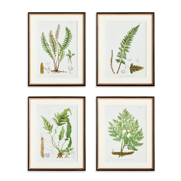 Napa Home And Garden Structural Fern Study, Set Of 4
