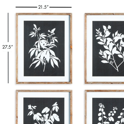 Napa Home And Garden Monochrome Botanical Prints, Set Of 4
