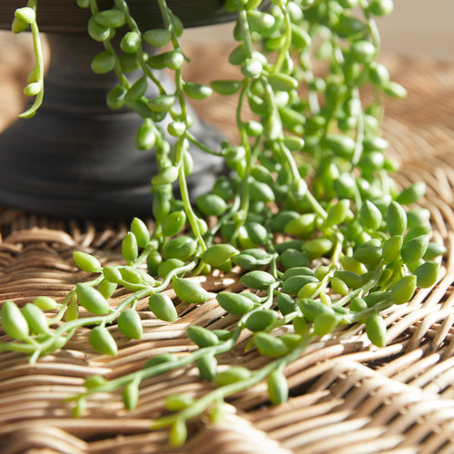 Napa Home And Garden String Of Pearls Drop In 26"