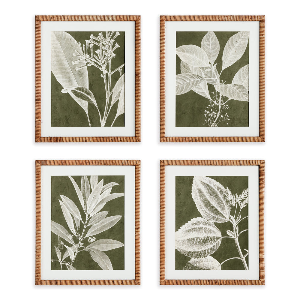 Napa Home And Garden Translucent Stem Prints, Set Of 4