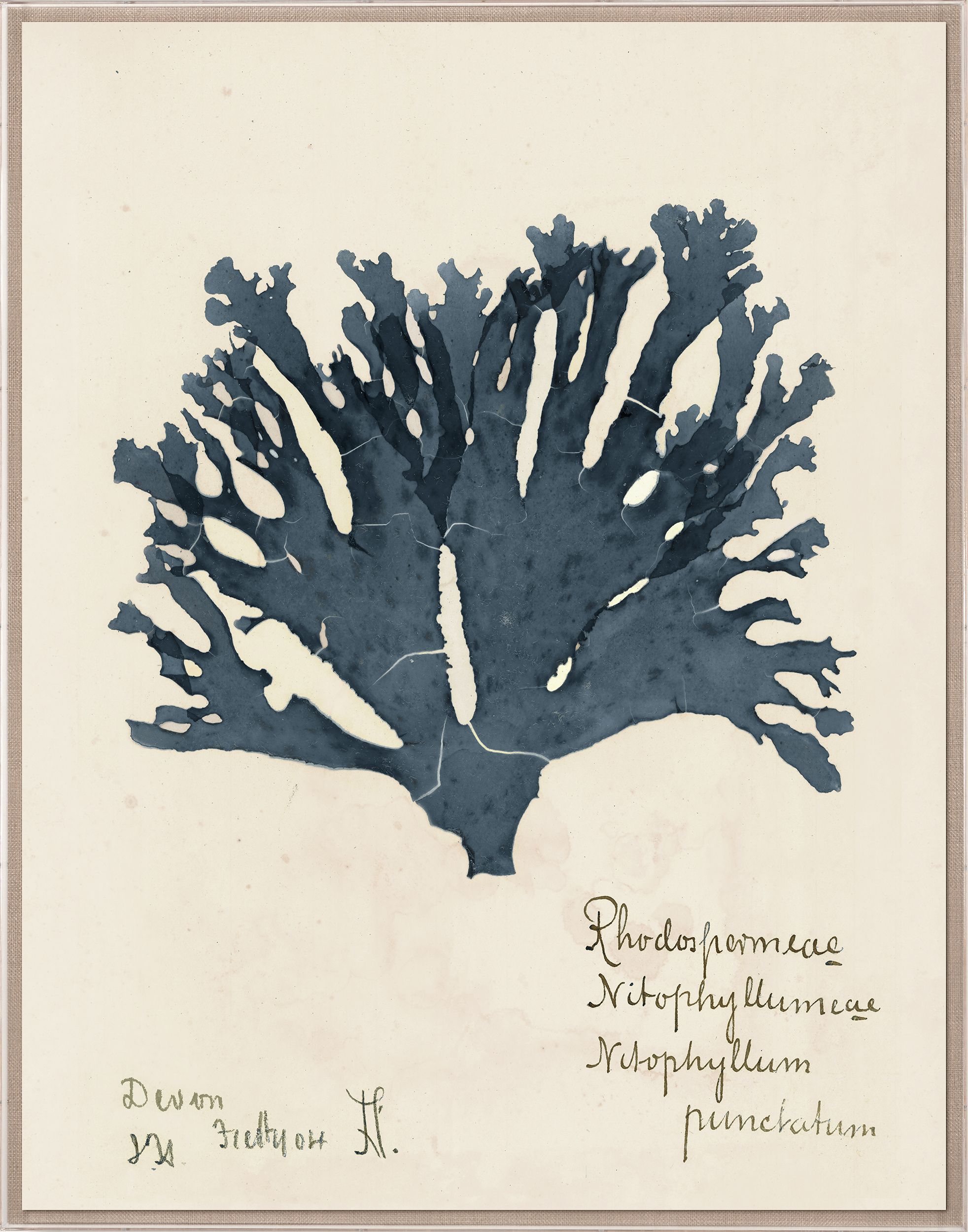 Capistrano Seawood Art I in Midnight Blue by Natural Curiosities